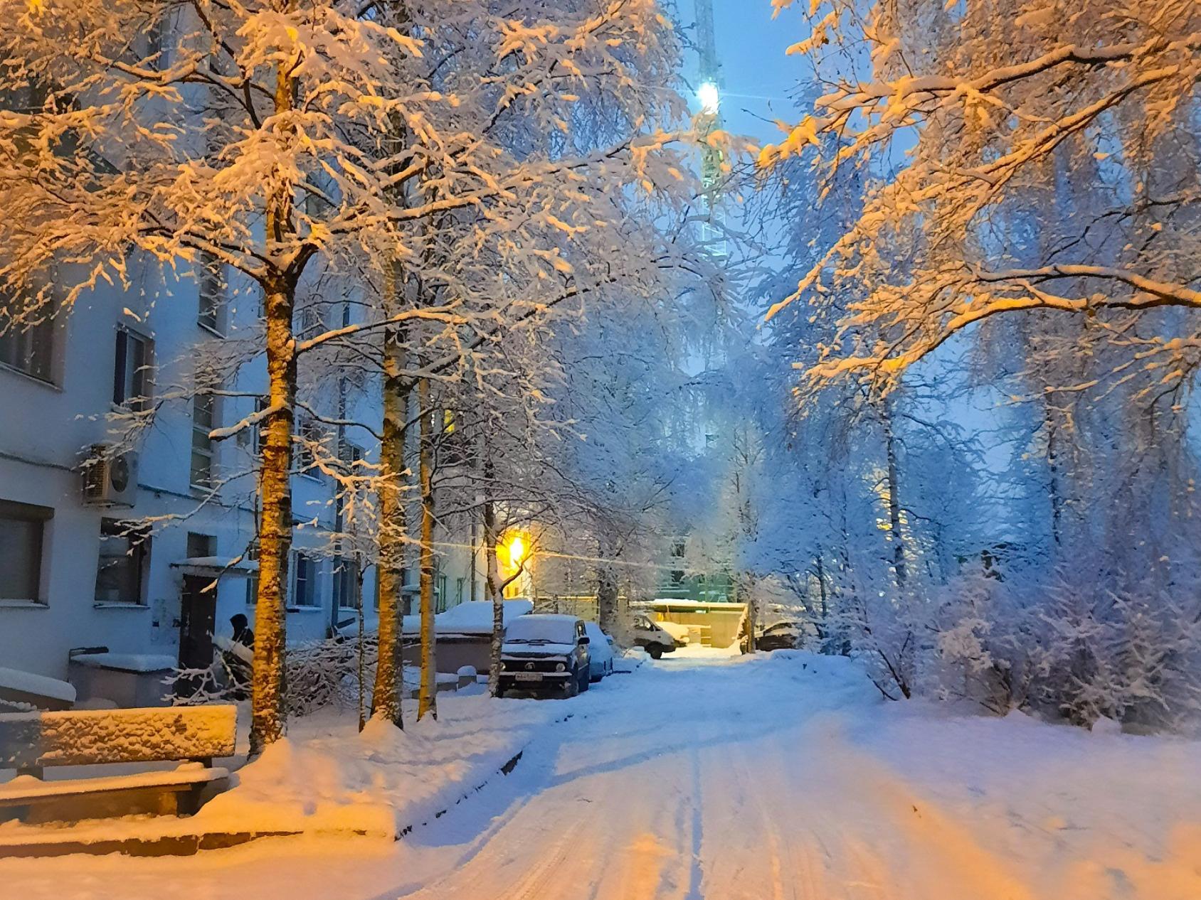 В Архангельске пересчитали деревья